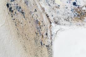 Why You Should Choose Our Mold Remediation Services in Layhill, MD